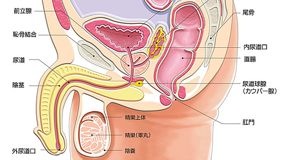 前立腺の位置